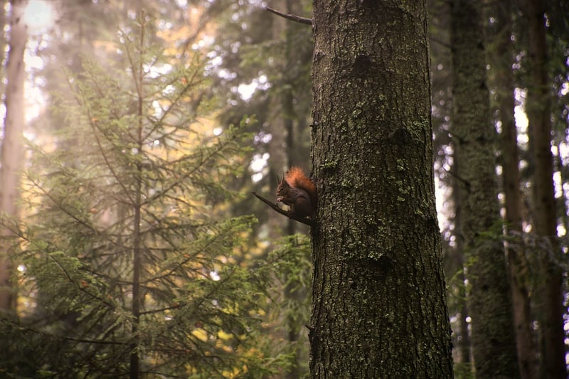 Nature Mindfulness Walk